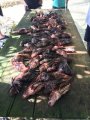 One dive's haul of lionfish